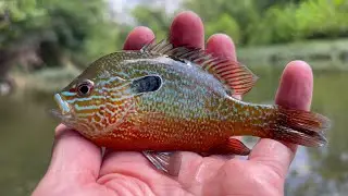 Longear Sunfish!