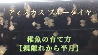 【45】親離れ～半月 ディスカスの稚魚の育て方