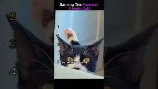Ranking the funniest tuxedo cats