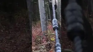 Archery elk at 25 yards! Northern BC bull. #mathewsarchery #deadmeat #eastonarchery #elk