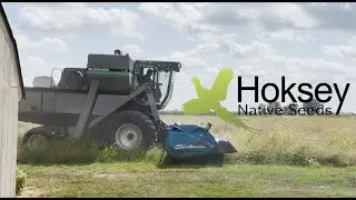 Harvesting Prairie Grass (Side Oats Grama)