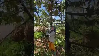 Durian Bawor Wonosalam Jombang  #shorts #durian #durianmontong #jombang