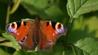 Aglais io ~ European peacock butterfly ~ Butterflies and nature
