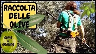 COME e QUANDO Raccogliere le OLIVE per un OLIO ECCEZIONALE? | Tutorial, trucchi e consigli