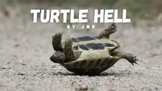 Turtle Hell 