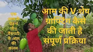 Mango V shape grafting | आम की कलम कैसे और किस मौसम में बांधी जाती है | How to graft mango and when?