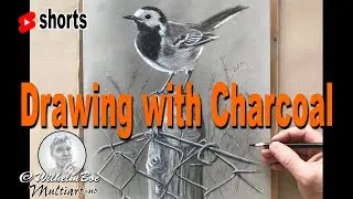 How to Draw a White Wagtail Bird with Charcoal Pencils