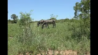 S # 005  | Kruger National Park & Sabi Trip | South Africa | 01. 01. 2018