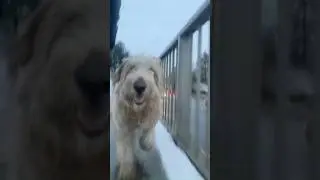 One headlight!!!🐕