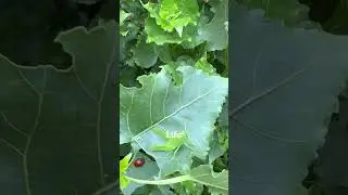 #InsectLovers #shortyoutube