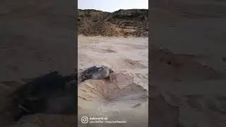 Mama #Schildkr&ouml;ten im #Oman.  #tierliebe #tiervideos #reisetipps #reiseblog