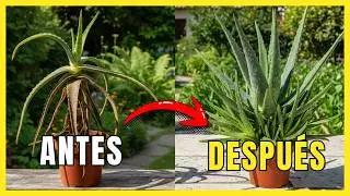 7 secretos para cultivar aloe vera de forma r&aacute;pida y sencilla