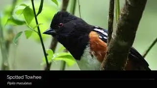 Spotted Towhee