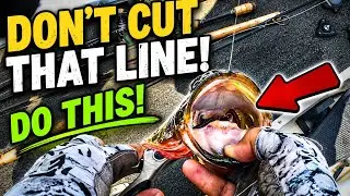 Step-by-Step Gut Hook Removal for Anglers