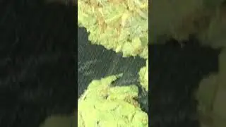 Stardawg Guava from Purlife dispensary New Mexico