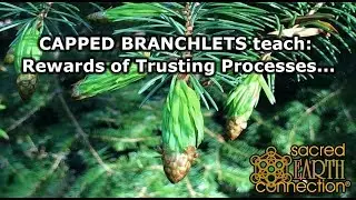 CAPPED BRANCHLETS teach: Rewards of Trusting Processes...