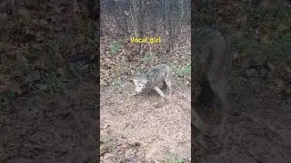 #vocal #coyote #wildlife #humane #trapping #soft #catch #relocation