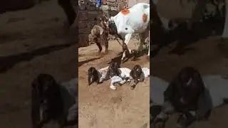 #cutebakri## totapuri bakri ###