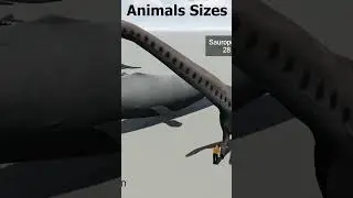 Animals SIZE Comparison 3D Animation 2024 #3dcomparison