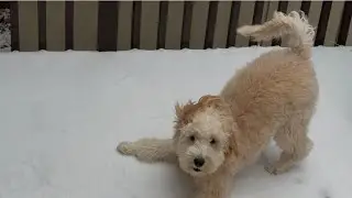 Golden Doodle Puppy Enjoying His First Snow (NOVA at Month 7)