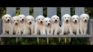 Israel Guide Dog Center Client Highlights