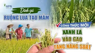 APN - Đ&Aacute;NH GI&Aacute; RUỘNG L&Uacute;A TẠO MẦM | C&Ocirc;NG THỨC MỚI XANH L&Aacute; - V&Agrave;O GẠO - TĂNG NĂNG SUẤT #caylua #apn