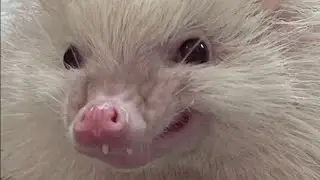 😈👻Ёжику помешали потусторонние силы Hedgehog prevented by otherworldly forces. #ezhikafro #hedgehog