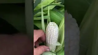 Harvesting SILVER QUEEN CORN FIRST TIMER