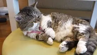 【ラムキン】寝ていてもかわいいひめさん Hime , Lambkin cat 4K60p 猫カフェもふにゃん