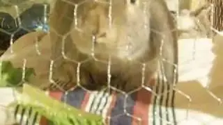 Newton Return to his Condo_Luving_a_bananna_unedited.MP4