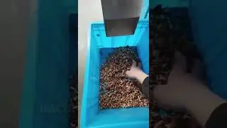Revolutionary Nut Sorting Machine | Color Sorter Machine is Sorting Walnuts | More Faster & Accurate