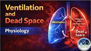 Ventilation and Dead Space | Respiratory Physiology | Anaesthesia Review Hub