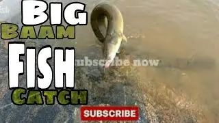 Fish Hunting | Catching The Big Baam Fish.Fishing amazing Big Baam Fish.