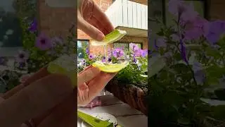 Aloe Vera 💚 Алое Вера #алоевера #растения #обзор  #aloevera #aloeveragel #aloeveraforever #cool
