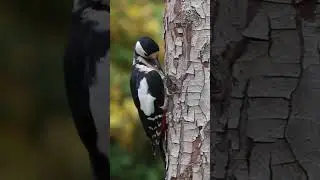 #woodpecker #birds #nature #trending #routine