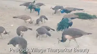 Beauty of nature I Beautiful peacocks flock enjoying peace I