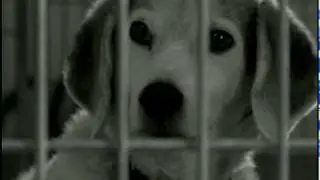 Adopt from Animal Friends: Take Me Home Music Video