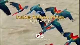 Nova: Inside Animal Minds