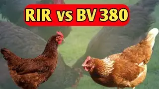 RIR vs BV 380 । rir breed। deshi murgi । sabse jada anda dene wali breed ।