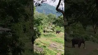 mudhumalai kaapagam# elephant #music