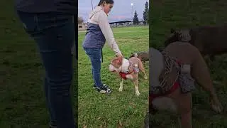 quick stack with pawprika
