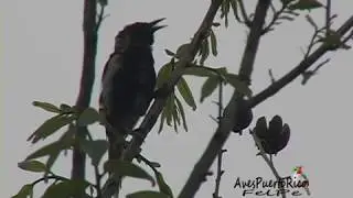 CALANDRIA con su cantar melodioso (Puerto Rican Oriole, Icterus portoricensis) END&Eacute;MICA
