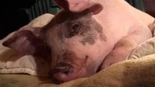Oink Resting at Cedar Row Farm Sanctuary