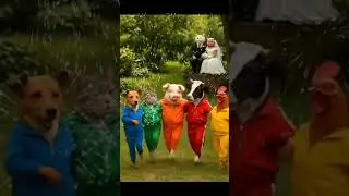 sunara sari te /// koraputia band music @funny animal dance