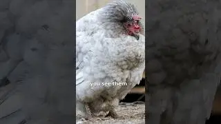 How to Help and Egg-bound Hen PART ONE #backyardchickens #chickenlandia #raisingchickens
