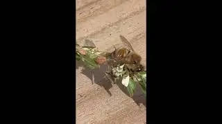Honeybee Attacked while foraging - meet the jagged ambush bug