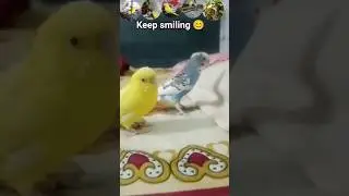 Masti moment #love #birds #funny #comedy #trending #short#video &hearts;️💫
