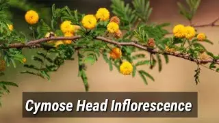 Cymose Head Inflorescence (Lecture 25) In Hindi/Urdu.