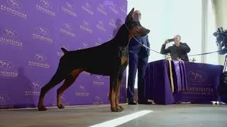 Doberman pinscher named Penny wins best in show at the 150th annual Westminster Kennel Club Dog Show