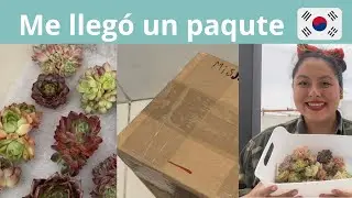 Echeverias Coreanas